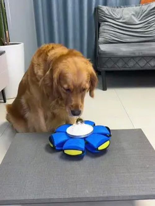 哎呀我滴媽！萌寵也能玩轉的寵物之家用品大賞