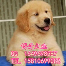 萌寵之選，貼心之托 上海市黃浦區囡囡寵物用品商店