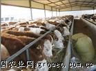 西門塔爾肉牛犢供應引領畜牧產業新篇章——山東潤吉牧業綜合養殖調撥基地專訪