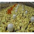 精細化孵化管理 廣西興發聯合孵化養殖基地提升禽苗成活率的實踐之道